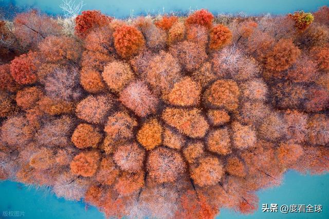 冬日限定水上画卷 盱眙天泉湖池杉林迎来最佳观赏期