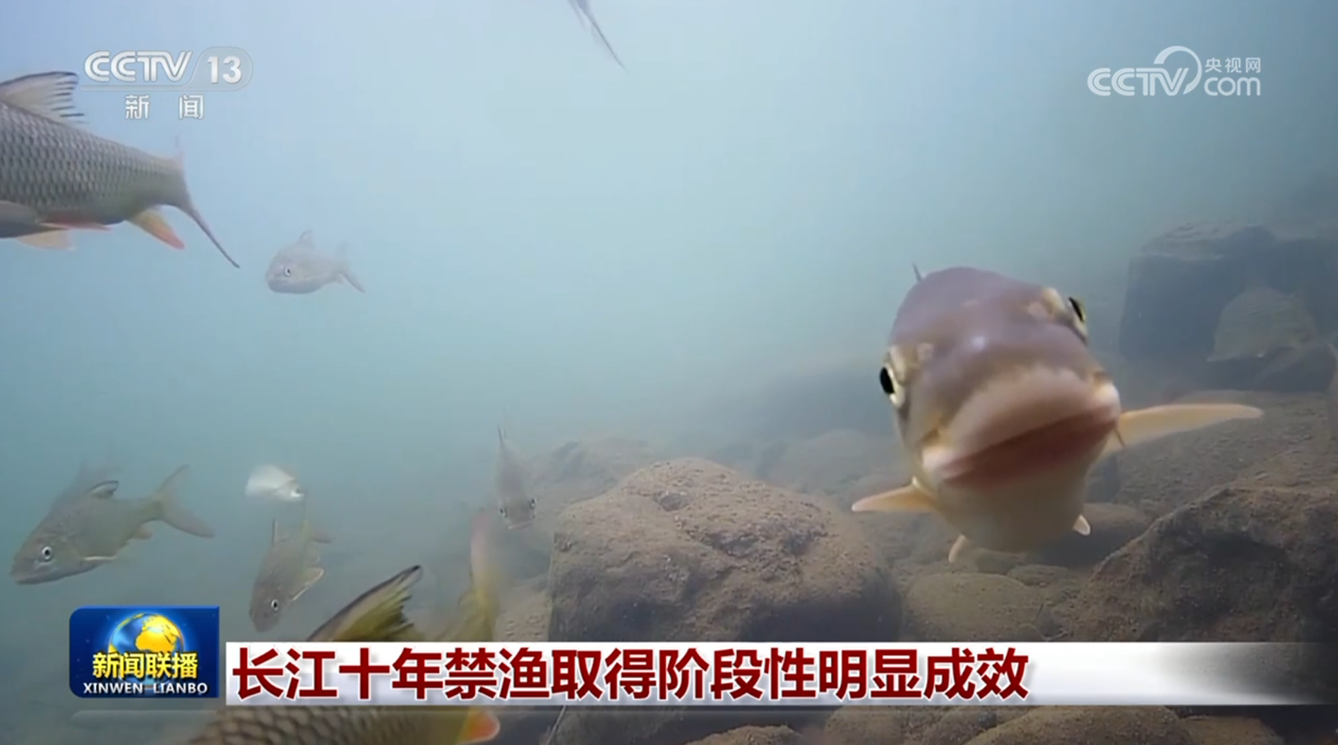 长江十年禁渔显成效 渔业生态恢复与渔民保障同步推进